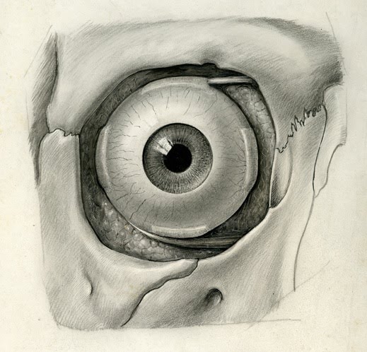 anatomy_eye
